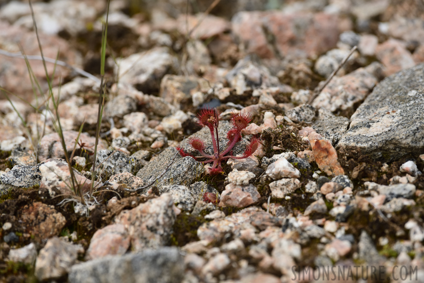 Drosera rotundifolia [400 mm, 1/2000 sec at f / 9.0, ISO 1000]